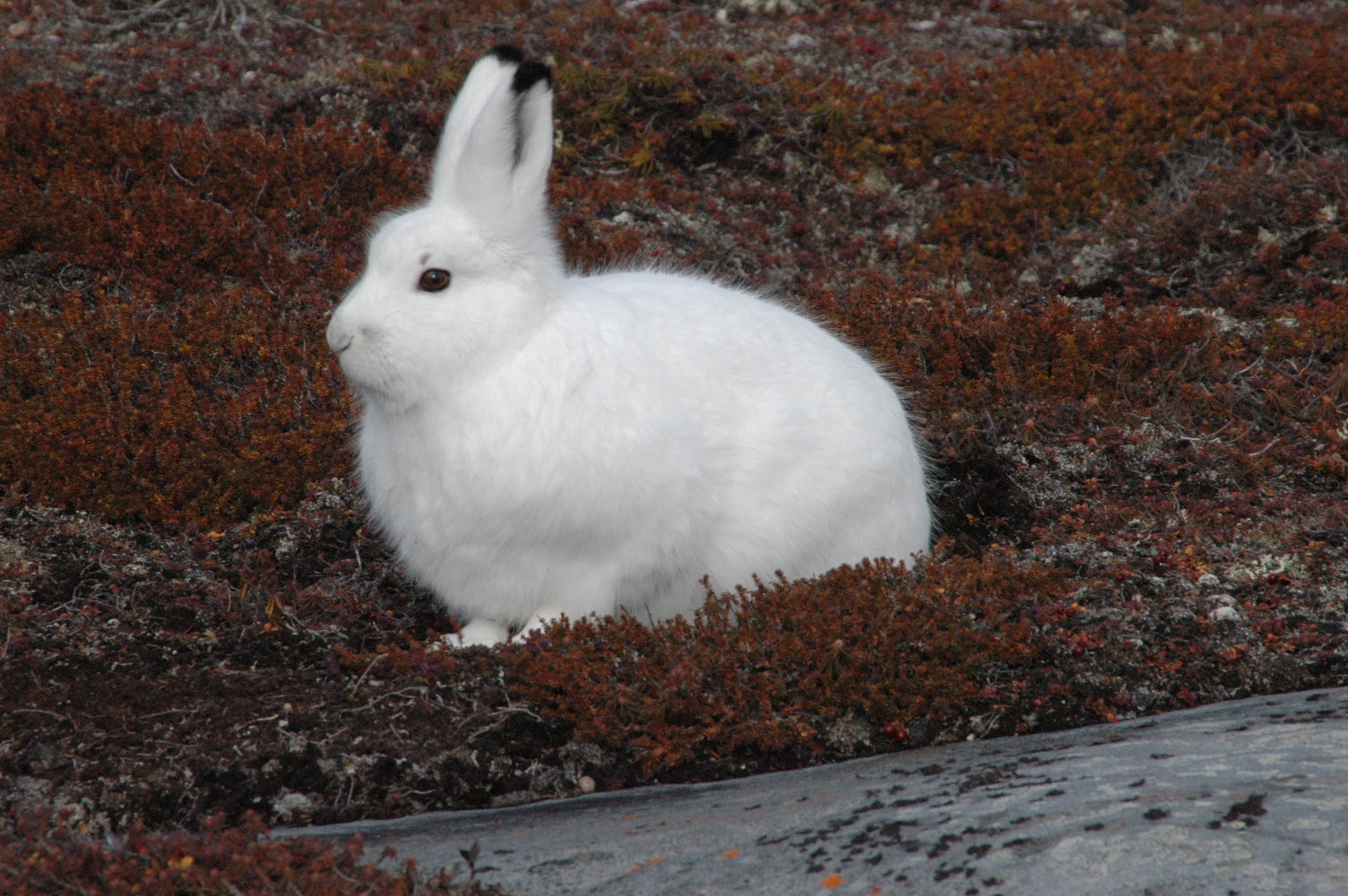 Arctic Hare Backgrounds, Compatible - PC, Mobile, Gadgets| 1504x1000 px