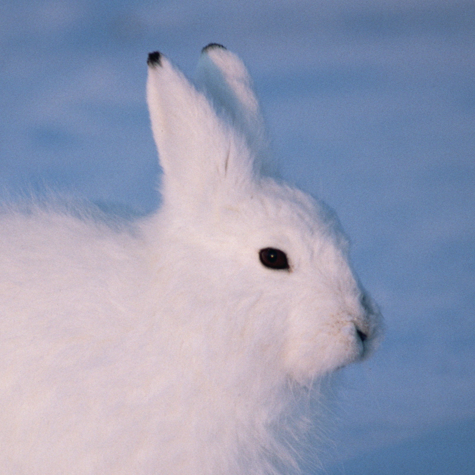 Arctic Hare Pics, Animal Collection