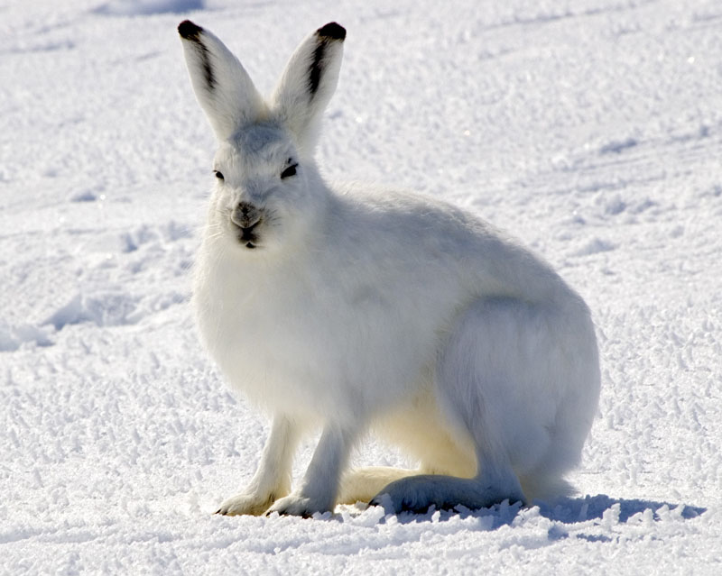 HD Quality Wallpaper | Collection: Animal, 800x639 Arctic Hare