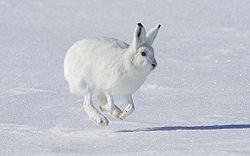 Arctic Hare Backgrounds, Compatible - PC, Mobile, Gadgets| 250x156 px