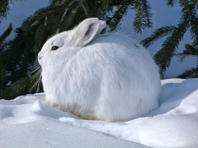 Nice Images Collection: Arctic Hare Desktop Wallpapers