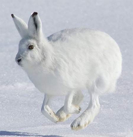 High Resolution Wallpaper | Arctic Hare 450x463 px