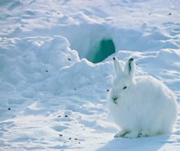 600x502 > Arctic Hare Wallpapers