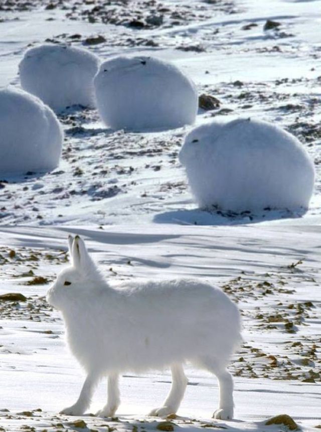 Arctic Hare Backgrounds, Compatible - PC, Mobile, Gadgets| 640x861 px