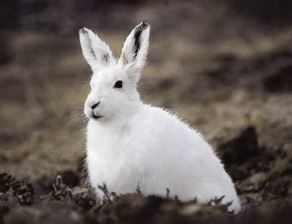 Amazing Arctic Hare Pictures & Backgrounds
