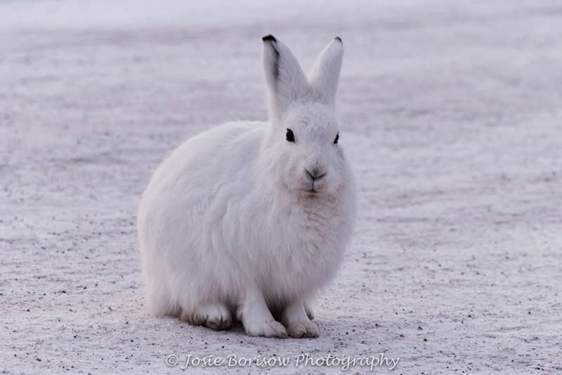 HD Quality Wallpaper | Collection: Animal, 800x535 Arctic Hare