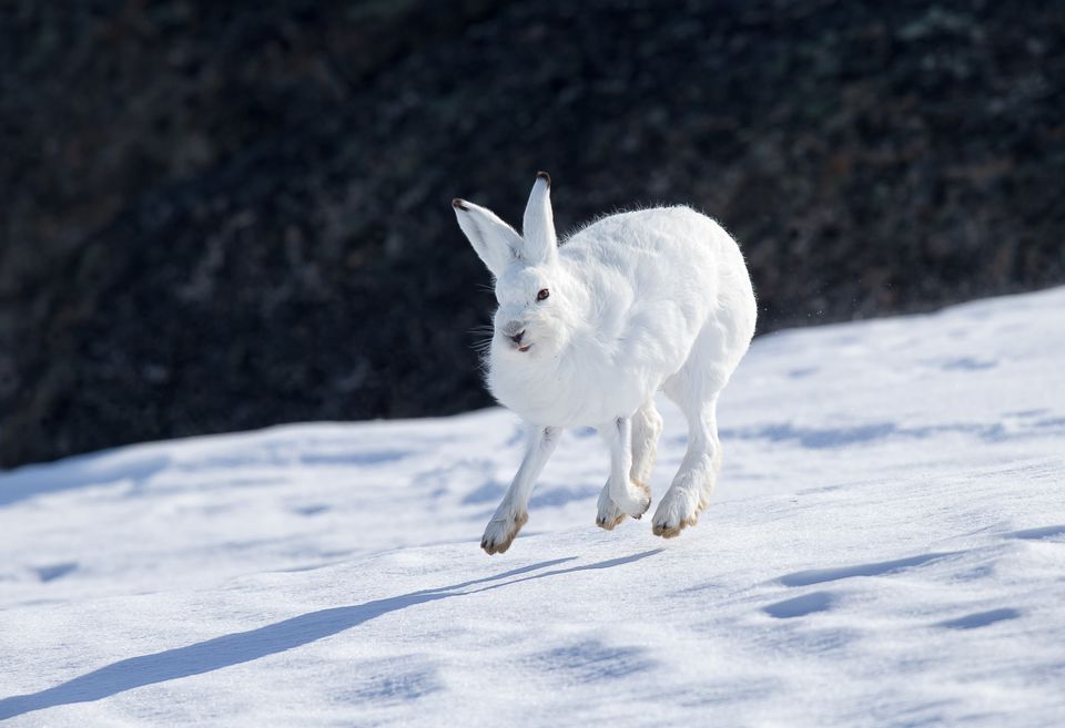 Amazing Arctic Hare Pictures & Backgrounds