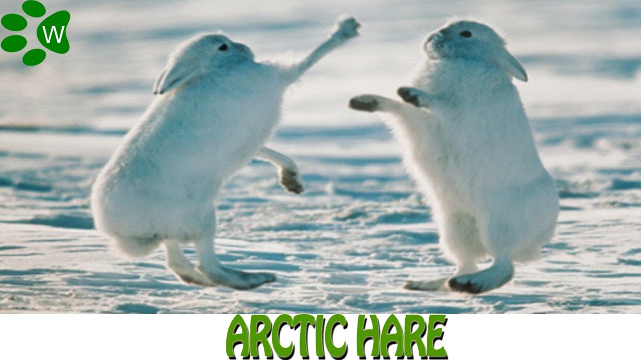 Nice Images Collection: Arctic Hare Desktop Wallpapers