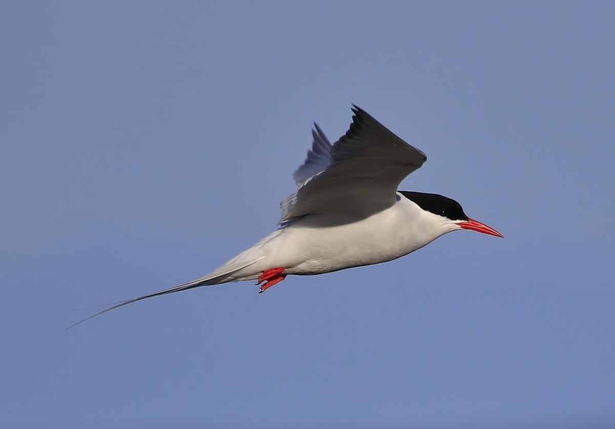 Nice Images Collection: Arctic Tern Desktop Wallpapers
