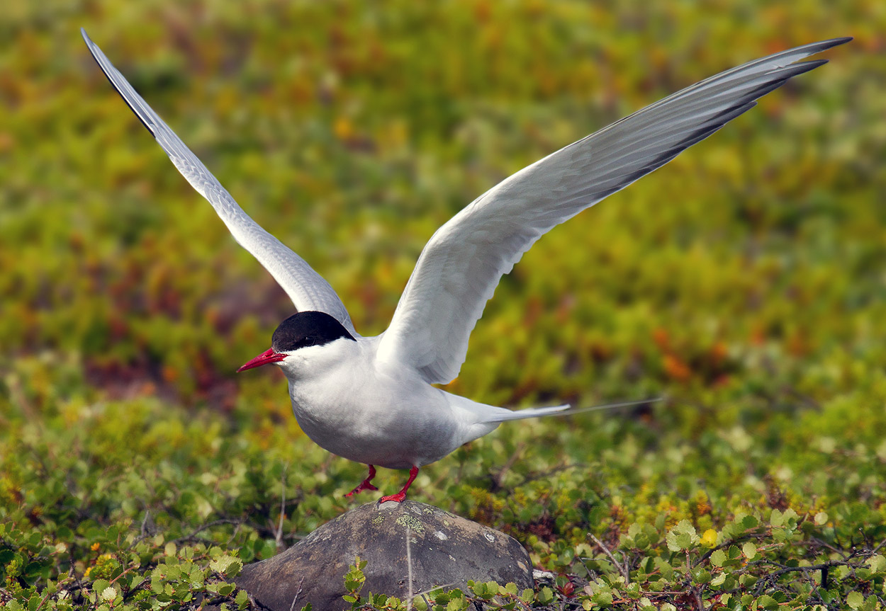 Arctic Tern Backgrounds on Wallpapers Vista