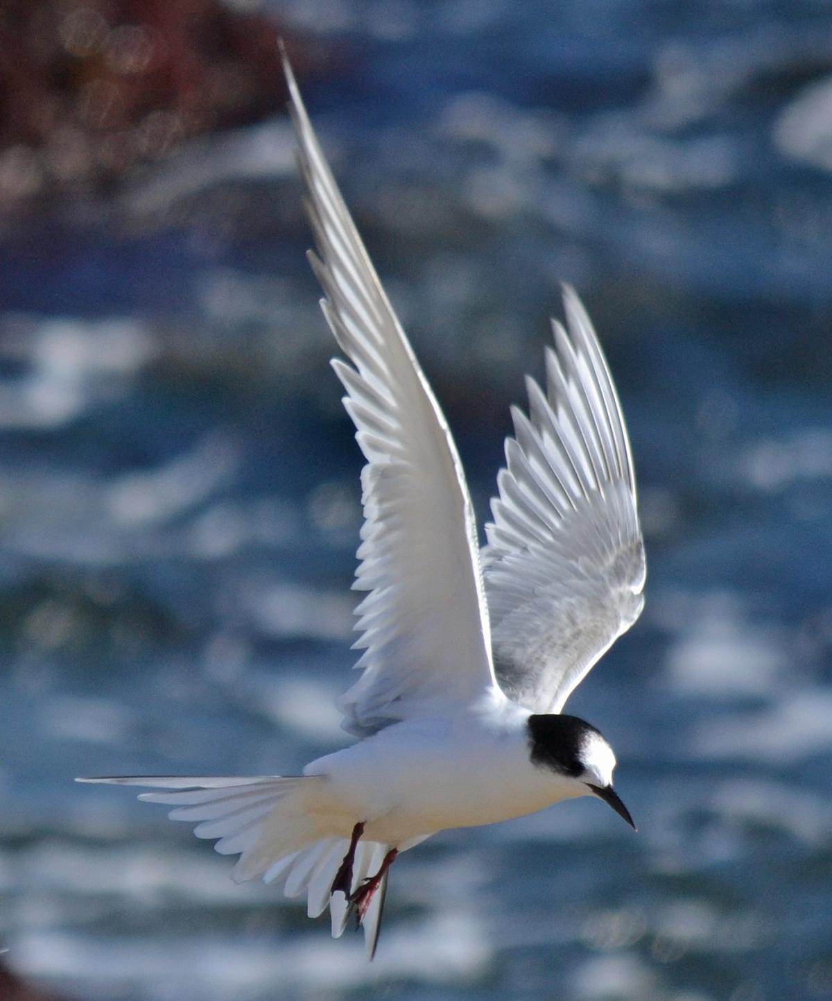 Arctic Tern Backgrounds, Compatible - PC, Mobile, Gadgets| 1200x1443 px