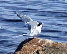 Arctic Tern High Quality Background on Wallpapers Vista
