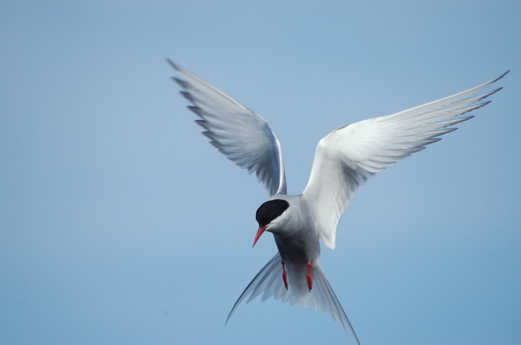 Arctic Tern Pics, Animal Collection