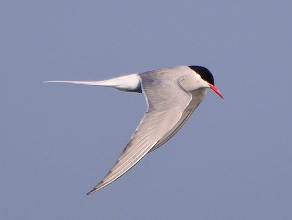 Amazing Arctic Tern Pictures & Backgrounds