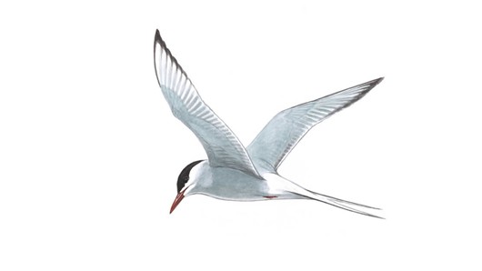 Images of Arctic Tern | 530x298