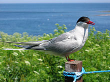 HD Quality Wallpaper | Collection: Animal, 220x165 Arctic Tern