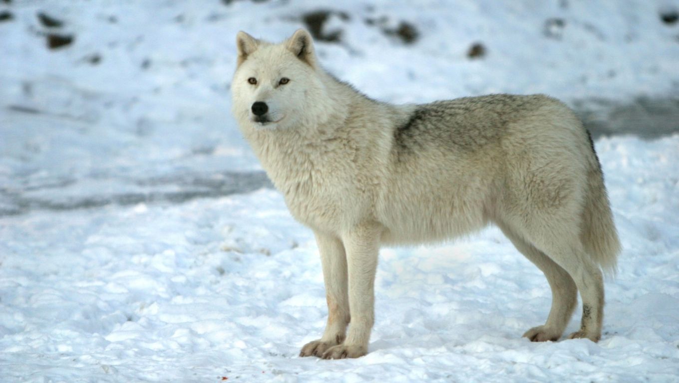 Arctic Wolf #1