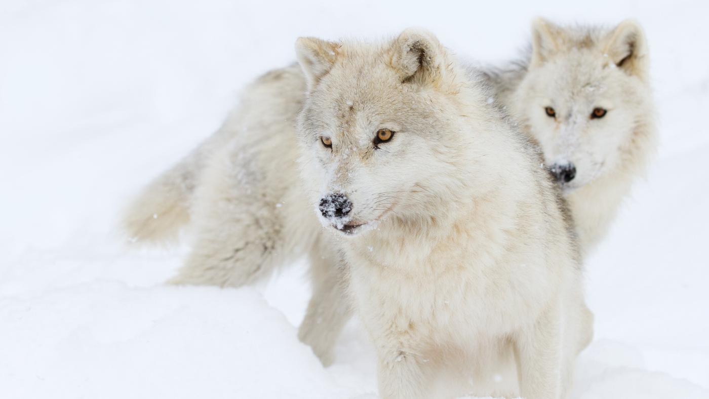 Arctic Wolf #5
