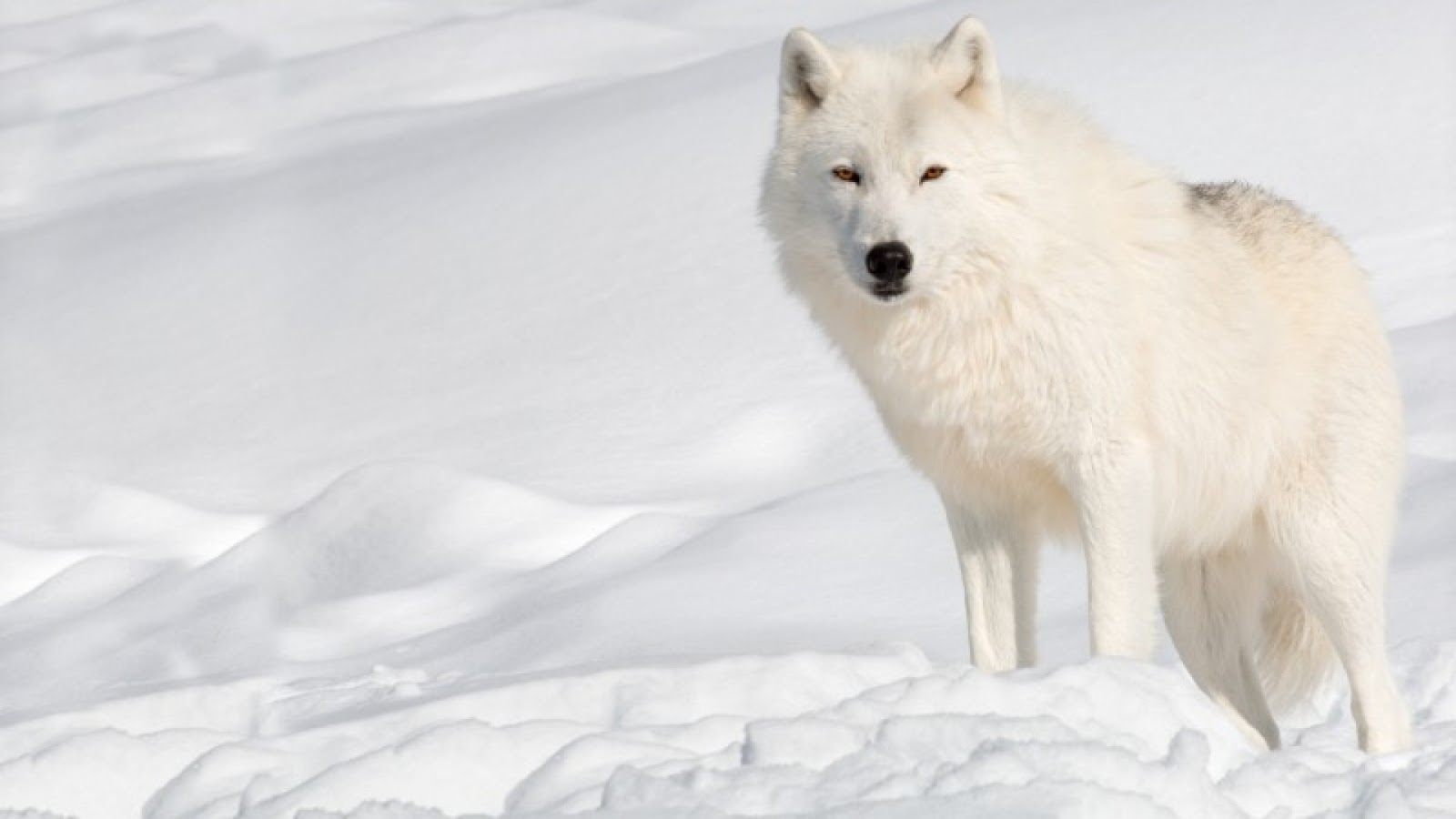 Arctic Wolf Backgrounds, Compatible - PC, Mobile, Gadgets| 1600x900 px