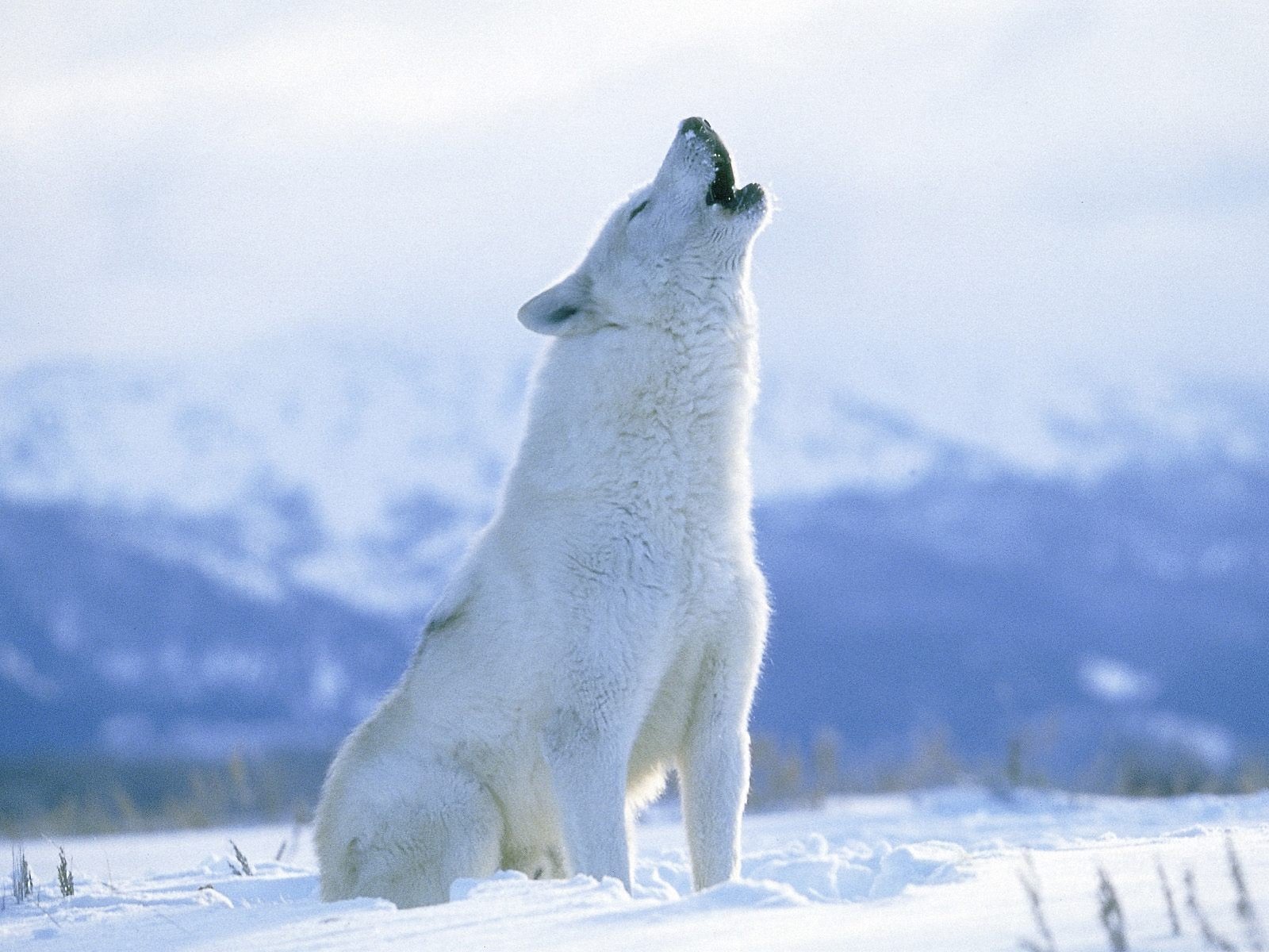 Arctic Wolf HD wallpapers, Desktop wallpaper - most viewed
