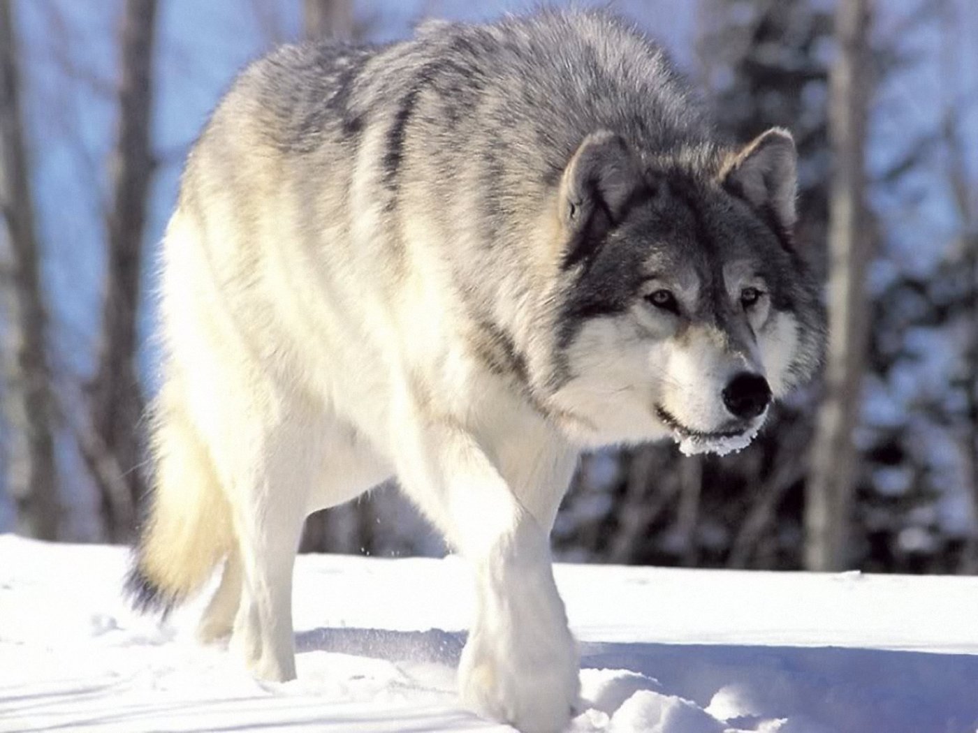 Arctic Wolf Backgrounds, Compatible - PC, Mobile, Gadgets| 1400x1050 px