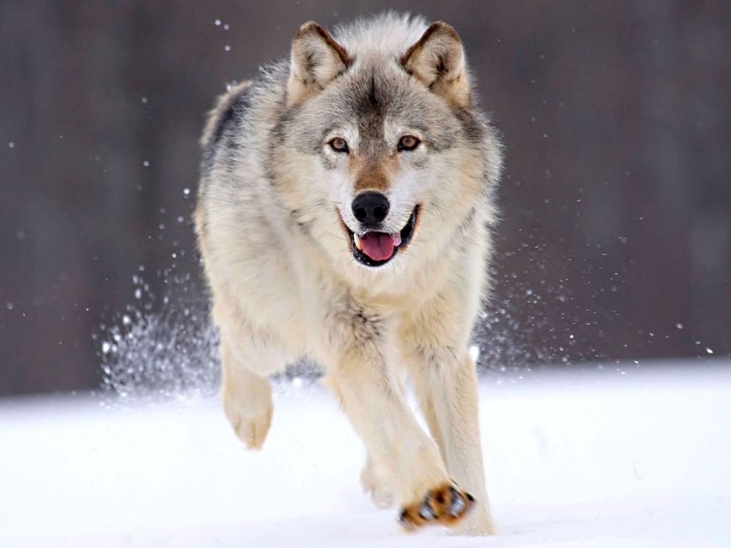 Amazing Arctic Wolf Pictures & Backgrounds