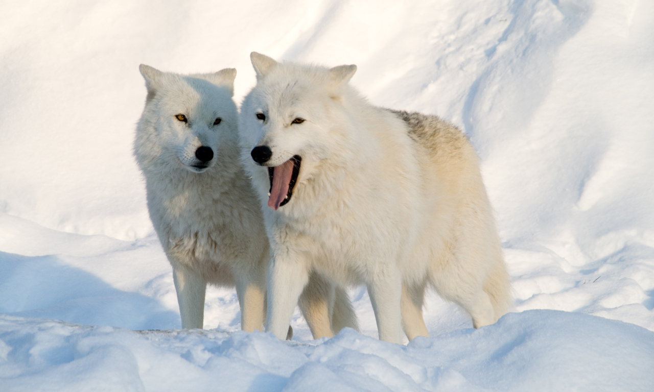 Images of Arctic Wolf | 1280x768