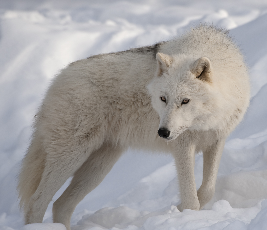 Arctic Wolf HD wallpapers, Desktop wallpaper - most viewed