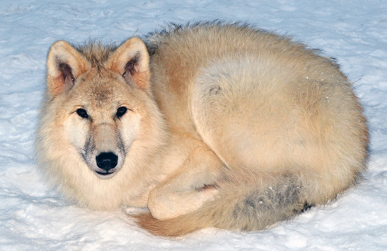 Arctic Wolf #7