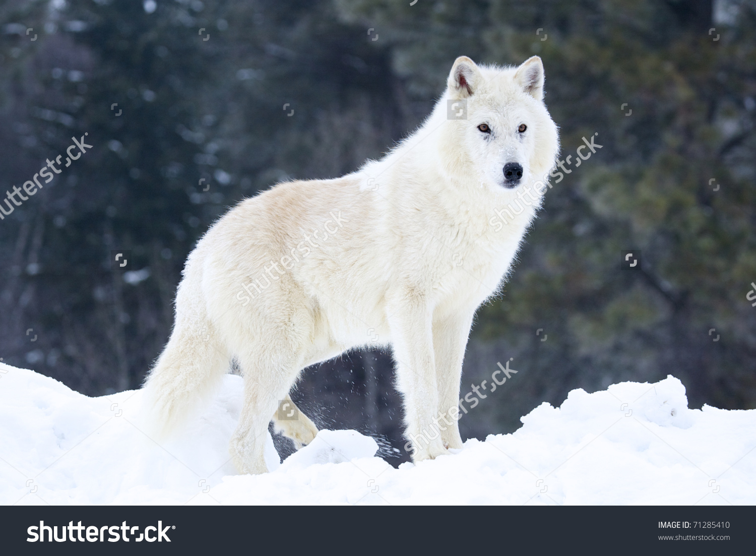Arctic Wolf #9