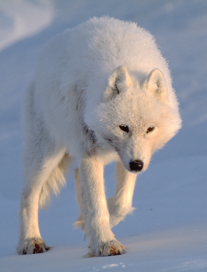 Arctic Wolf #11