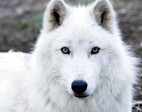 Arctic Wolf #23