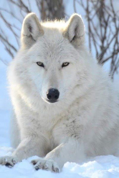 HQ Arctic Wolf Wallpapers | File 30.58Kb