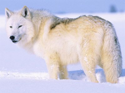 Nice Images Collection: Arctic Wolf Desktop Wallpapers