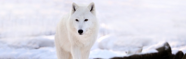 Arctic Wolf #15