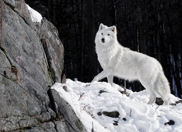 HQ Arctic Wolf Wallpapers | File 107.7Kb