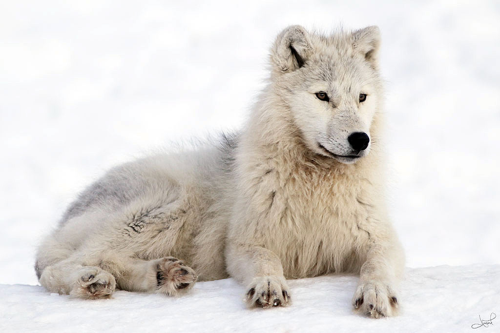 Arctic Wolf Backgrounds on Wallpapers Vista