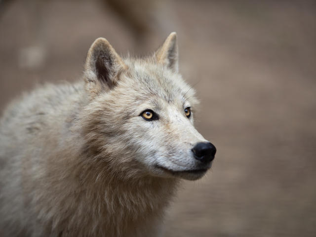 Arctic Wolf #12