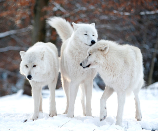 Arctic Wolf Pics, Animal Collection