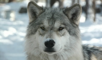 Arctic Wolf #13