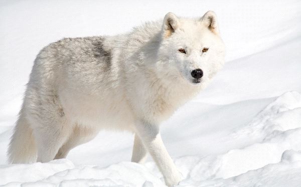 Arctic Wolf Backgrounds on Wallpapers Vista