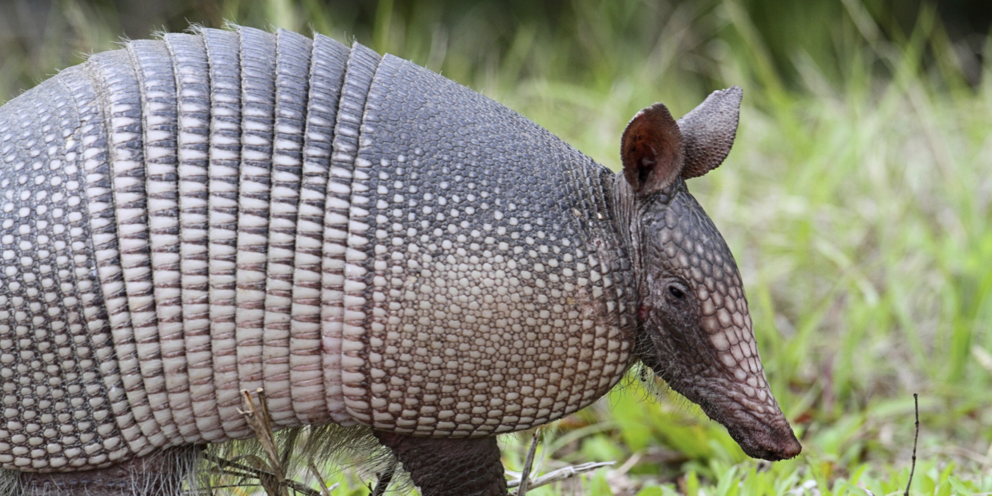 Armadillo High Quality Background on Wallpapers Vista