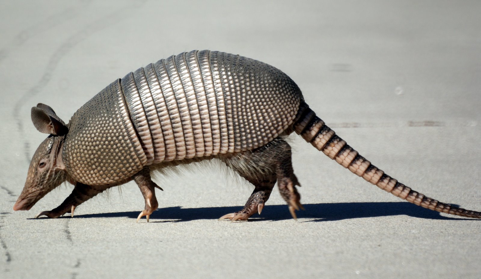 Nice Images Collection: Armadillo Desktop Wallpapers