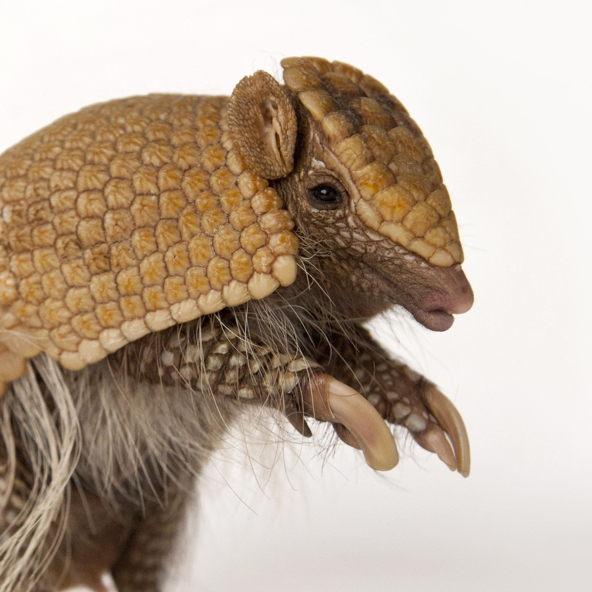 HQ Armadillo Wallpapers | File 418.85Kb