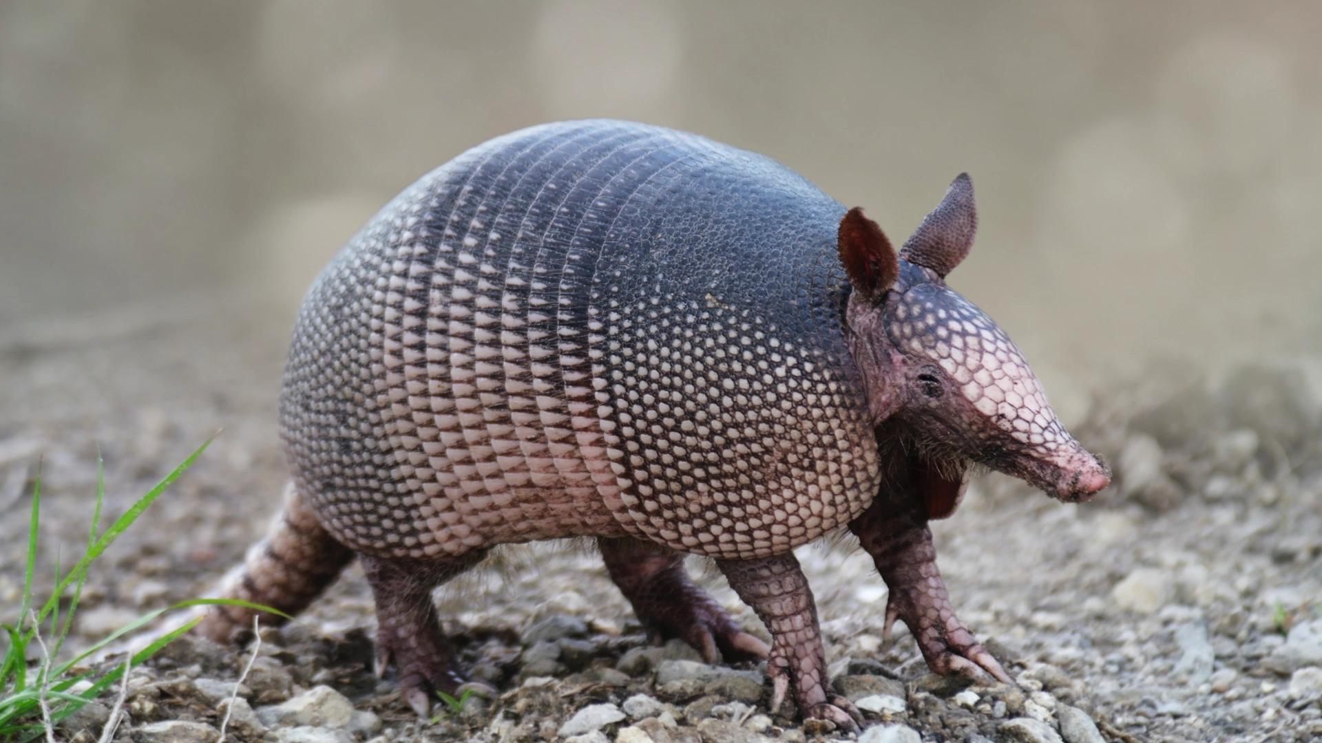 HQ Armadillo Wallpapers | File 207.15Kb