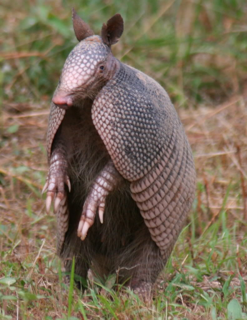 Armadillo Backgrounds, Compatible - PC, Mobile, Gadgets| 791x1023 px