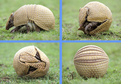 Armadillo High Quality Background on Wallpapers Vista