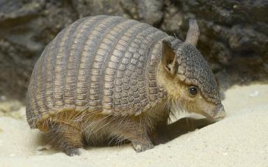 HQ Armadillo Wallpapers | File 17.53Kb