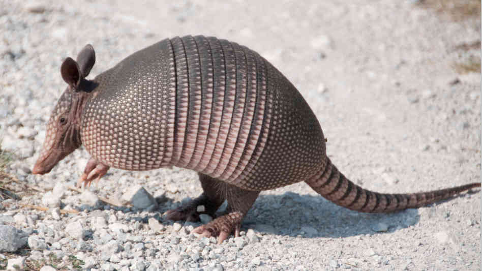 Armadillo Backgrounds, Compatible - PC, Mobile, Gadgets| 948x533 px