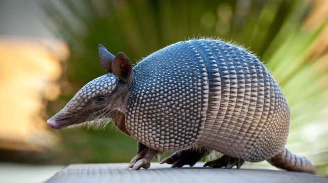 Amazing Armadillo Pictures & Backgrounds
